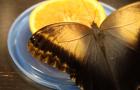 Разведение бабочек — как открыть успешный бизнес силами одного человека Как разводить бабочек в домашних условиях