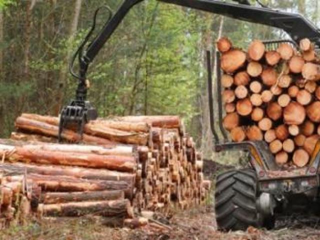 Производство основных видов продукции лесной, деревообрабатывающей и целлюлозно-бумажной промышленности Деревообрабатывающая промышленность Российской Федерации